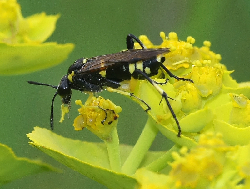 Symphyta or ichneumonidae? Macrophya montana